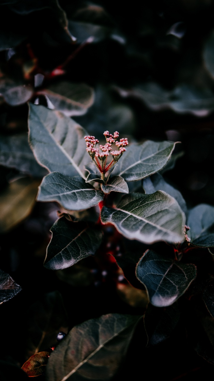 Plants, Leaf, Water, Plant, Flower. Wallpaper in 720x1280 Resolution