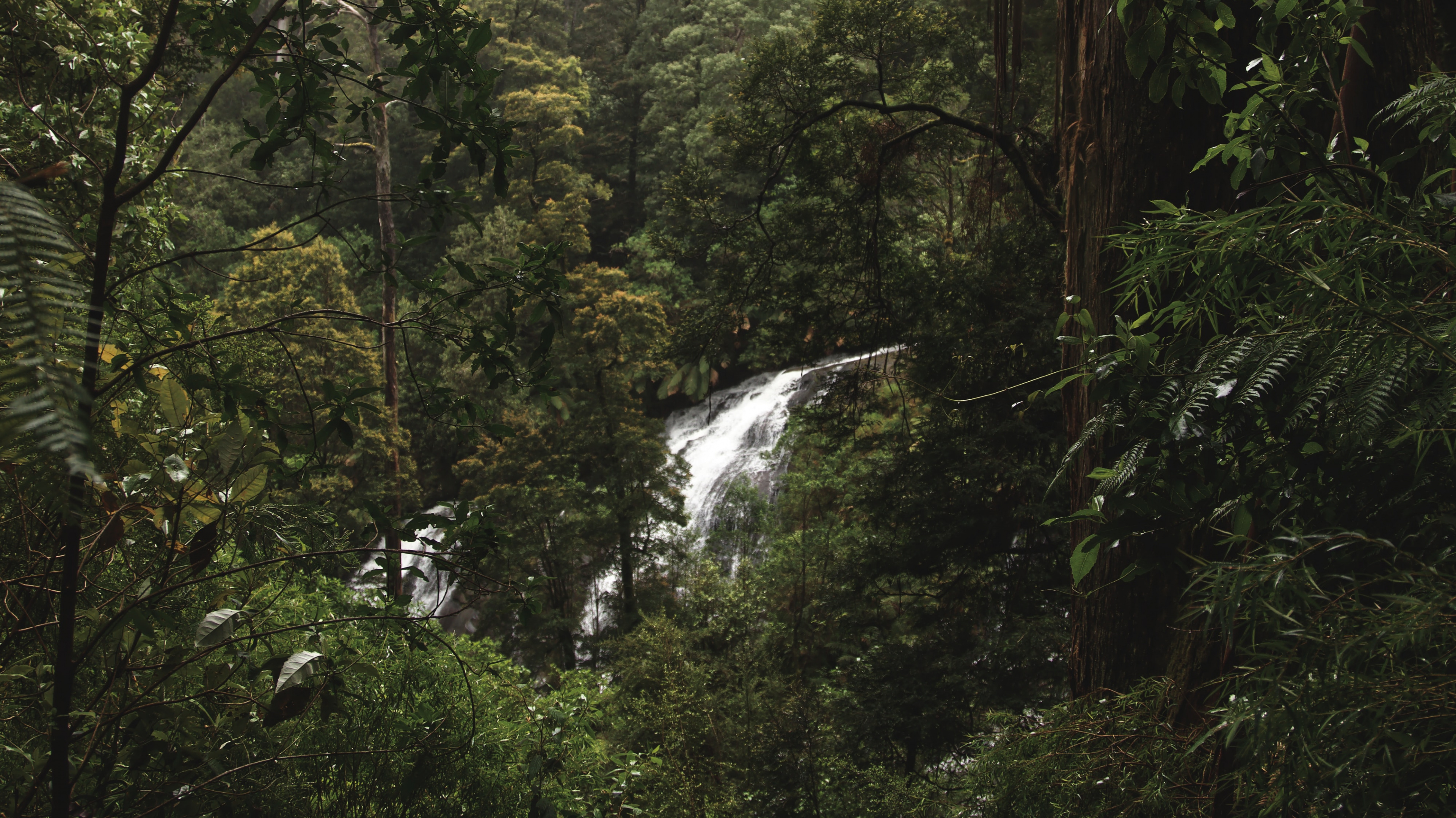 Forest, Rainforest, Jungle, Tree, Nature. Wallpaper in 3840x2160 Resolution