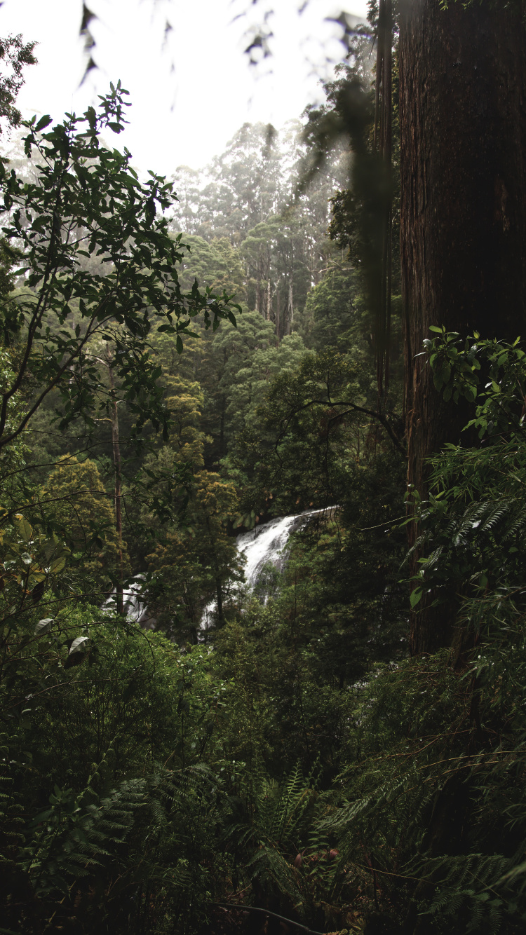 Forest, Rainforest, Jungle, Tree, Nature. Wallpaper in 750x1334 Resolution