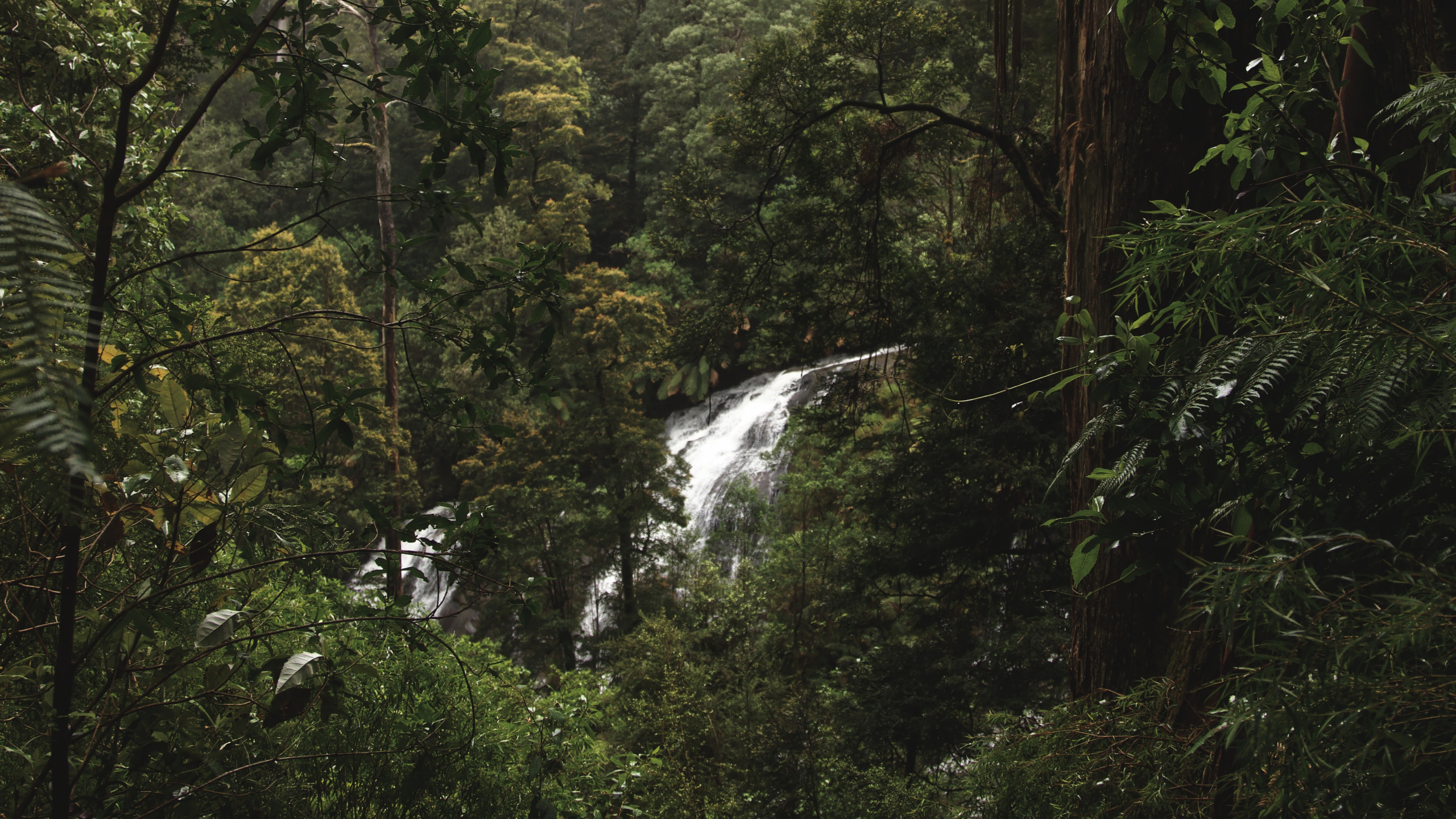 Forêt, Rainforest, Jungle, Nature, Les Forêts de Conifères Tempérées. Wallpaper in 2560x1440 Resolution