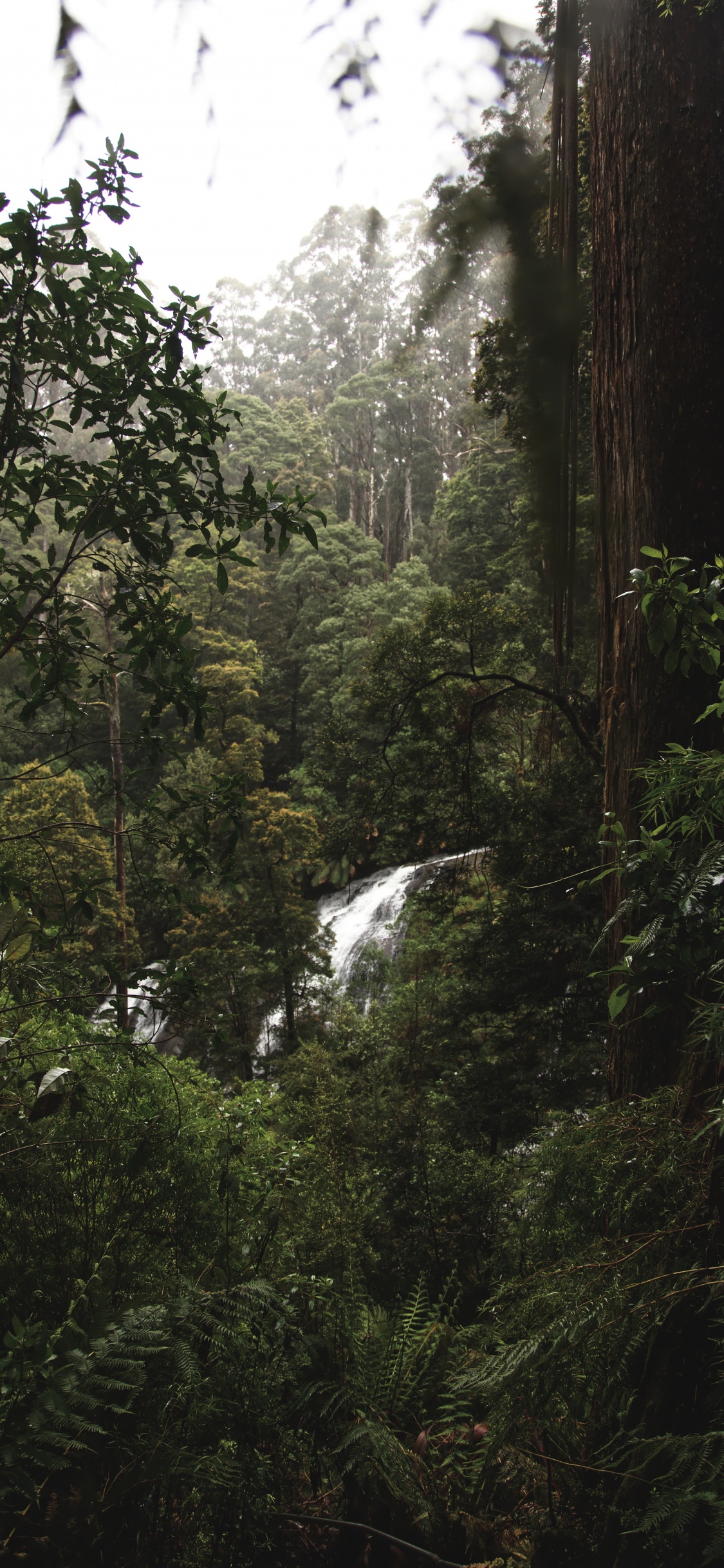 Wald, Regenwald, Dschungel, Baum, Natur. Wallpaper in 1125x2436 Resolution