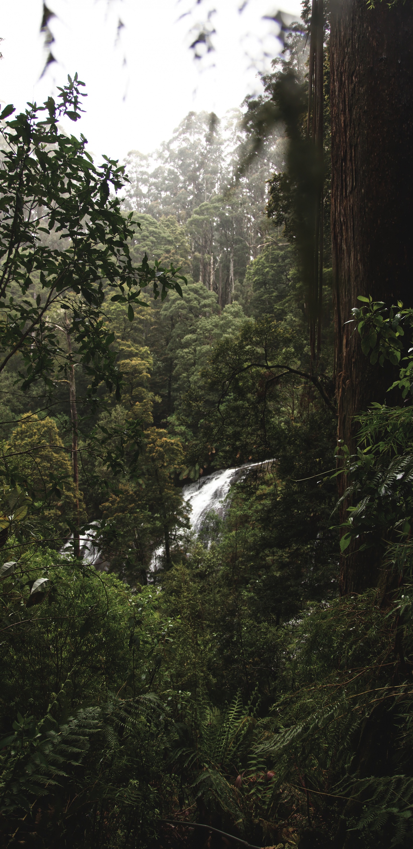 Wald, Regenwald, Dschungel, Baum, Natur. Wallpaper in 1440x2960 Resolution