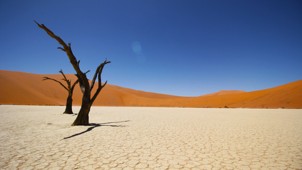 Leafless Tree on White Sand During Daytime. Wallpaper in 1280x720 Resolution