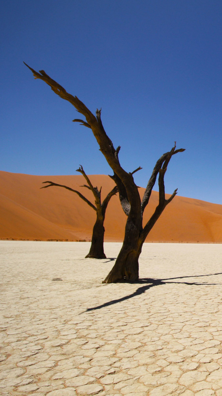 Arbre Sans Feuilles Sur le Sable Blanc Pendant la Journée. Wallpaper in 750x1334 Resolution