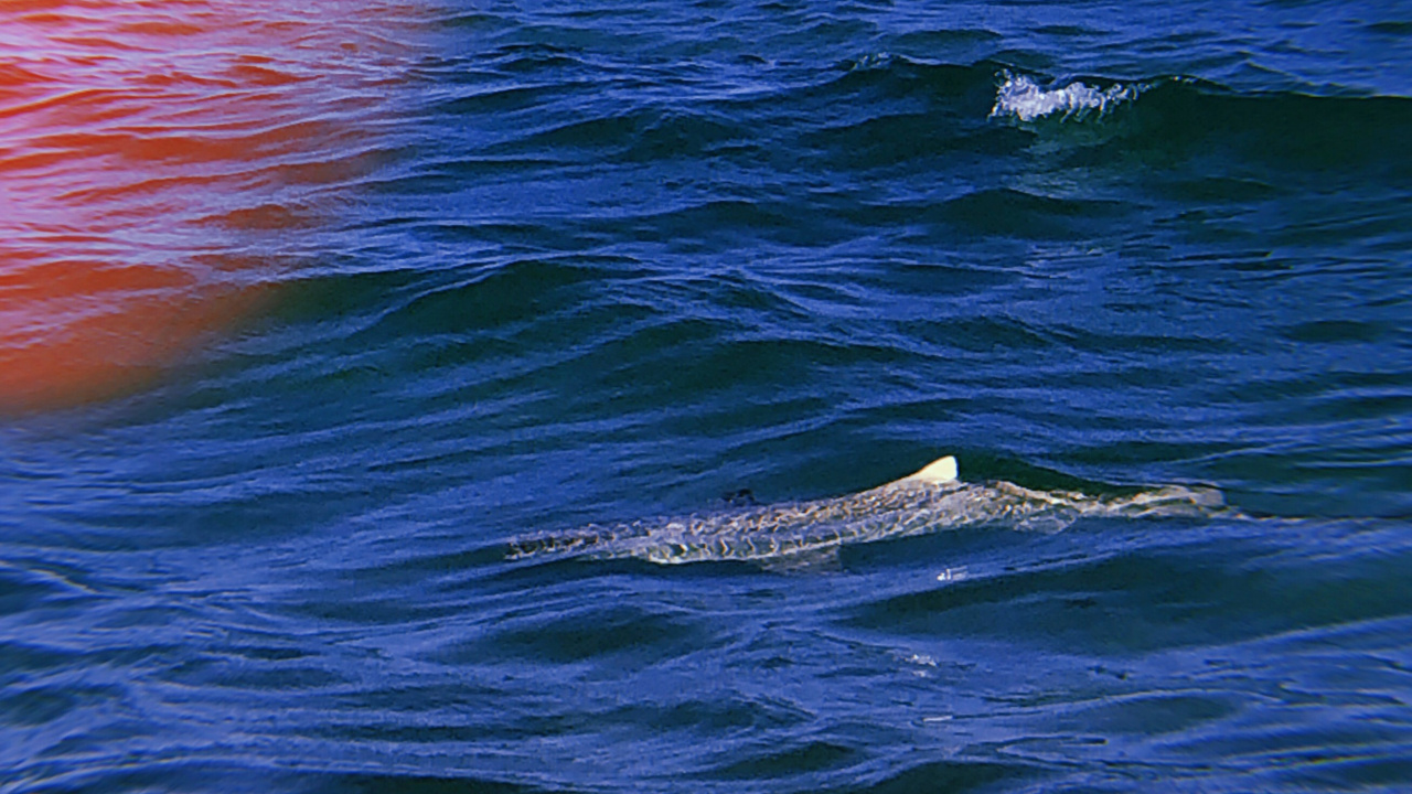 Mar, Oceano, Líquido, Cetacea, Biología Marina. Wallpaper in 1280x720 Resolution