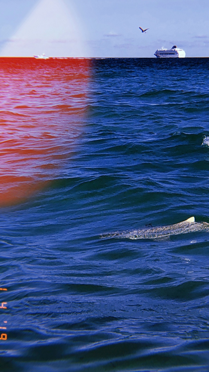 Mar, Oceano, Líquido, Cetacea, Biología Marina. Wallpaper in 720x1280 Resolution