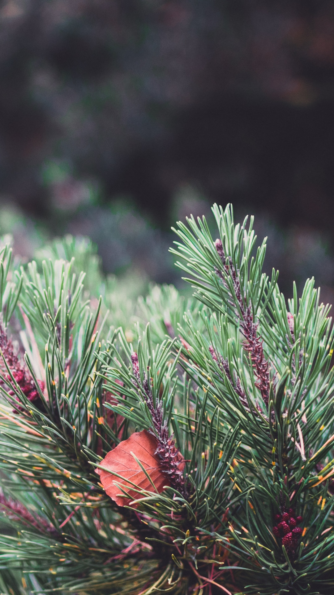Vegetation, Spruce, Columbian Spruce, Balsam Fir, Yellow Fir. Wallpaper in 1080x1920 Resolution