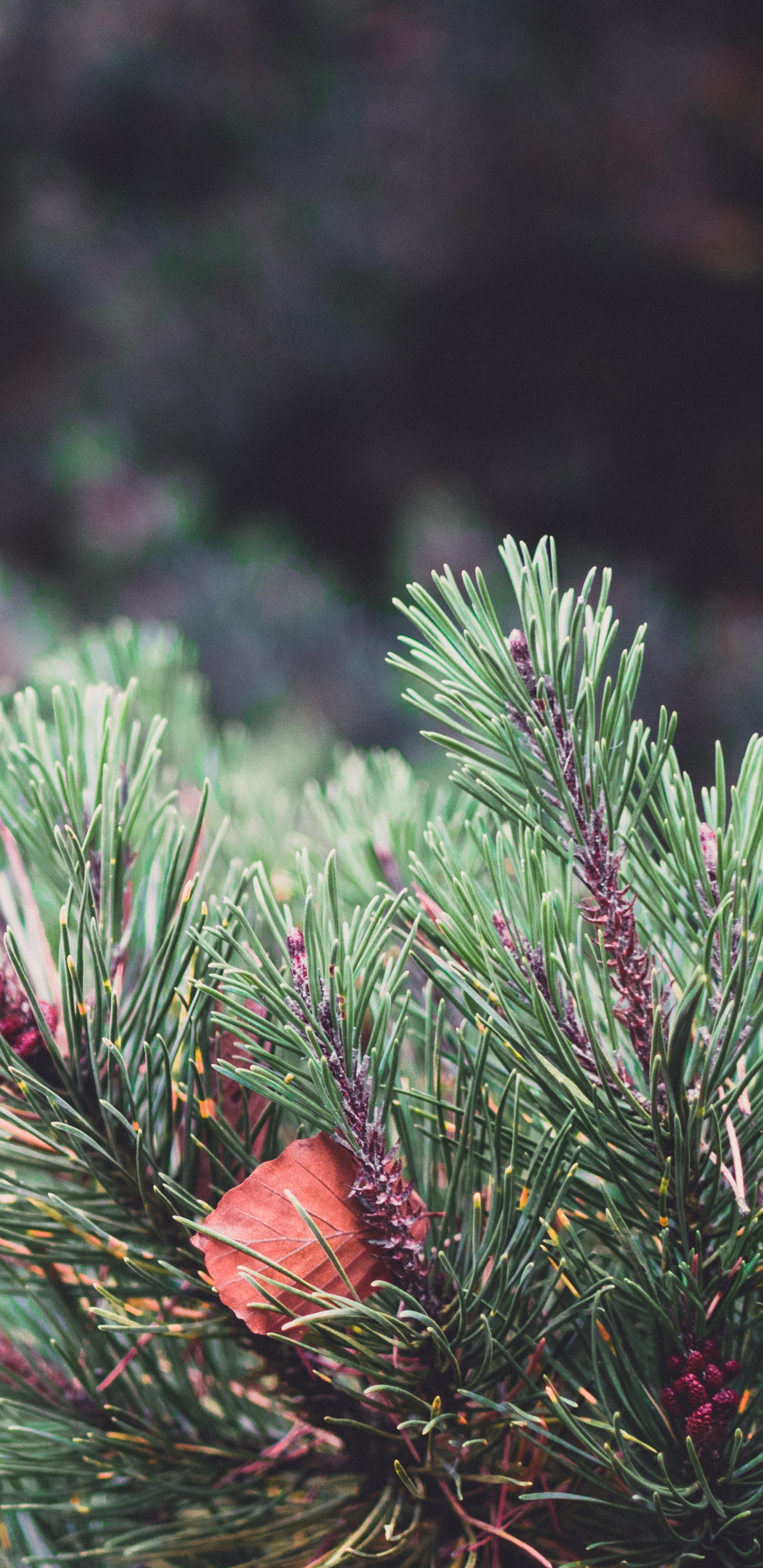 Vegetation, Spruce, Columbian Spruce, Balsam Fir, Yellow Fir. Wallpaper in 1440x2960 Resolution