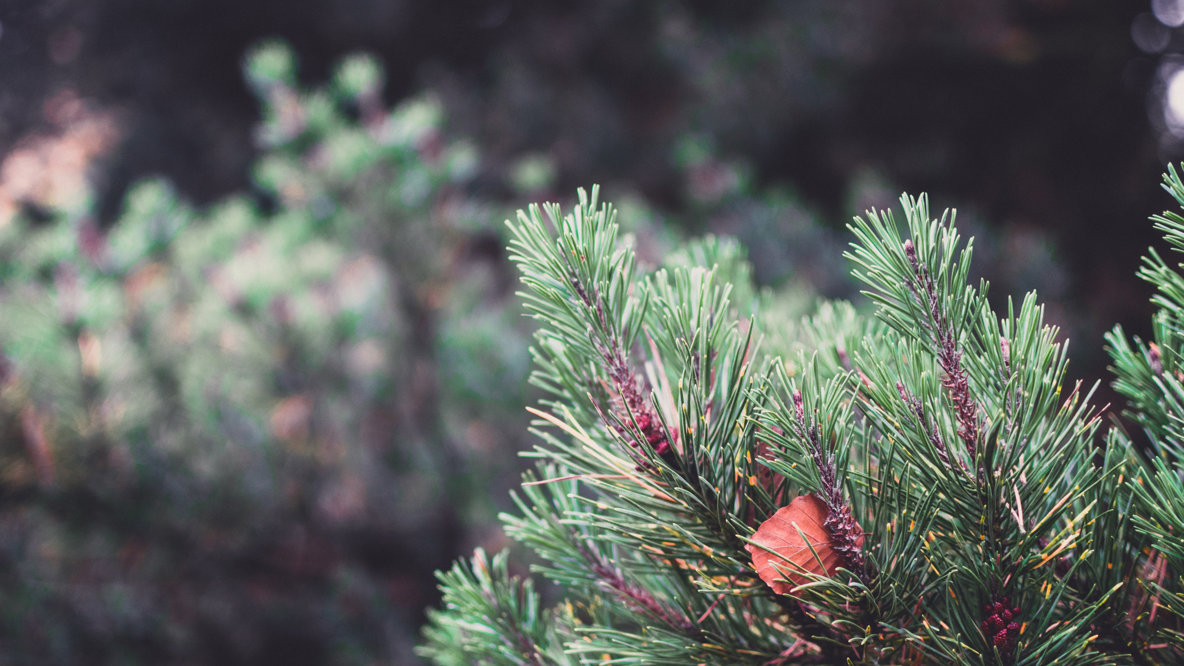 Vegetation, Fichte, Columbian Fichte, Balsam-Tanne, Gelb Tanne. Wallpaper in 3840x2160 Resolution