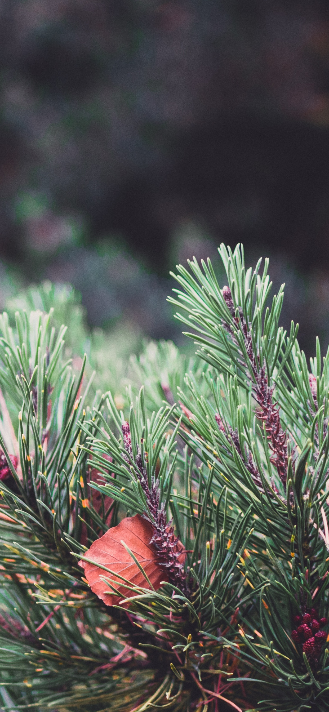 la Vegetación, Colombiano de Abeto, El Abeto Balsámico, Amarillo Fir, Canadiense Fir. Wallpaper in 1242x2688 Resolution