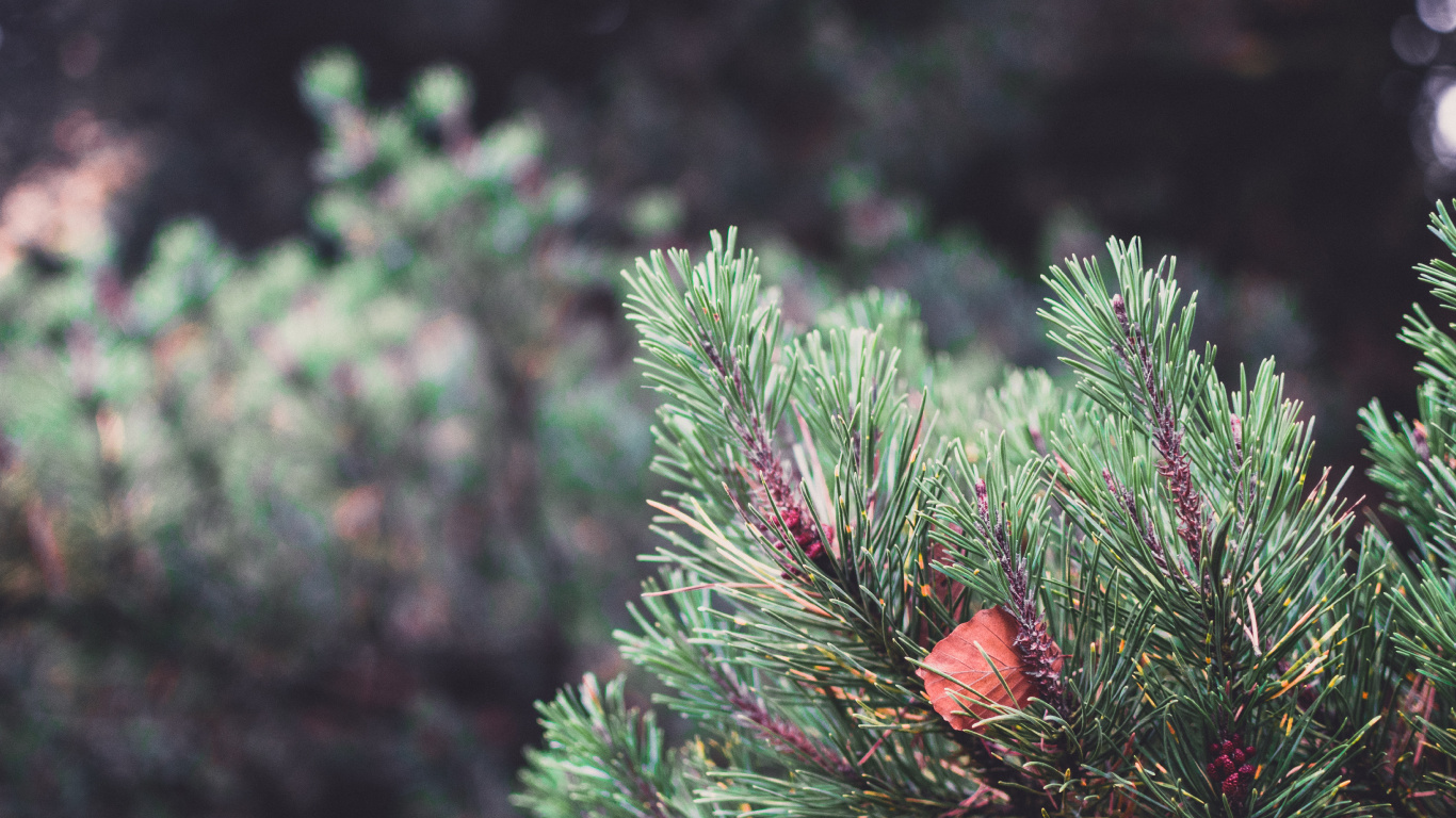 la Vegetación, Colombiano de Abeto, El Abeto Balsámico, Amarillo Fir, Canadiense Fir. Wallpaper in 1366x768 Resolution