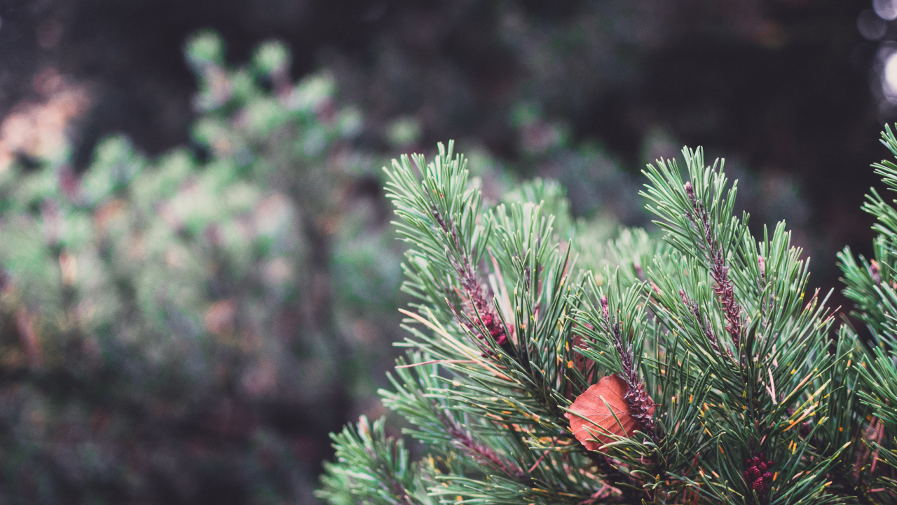 Végétation, Spruce, Colombien de L'épinette, Le Sapin Baumier, Jaune Sapin. Wallpaper in 1280x720 Resolution