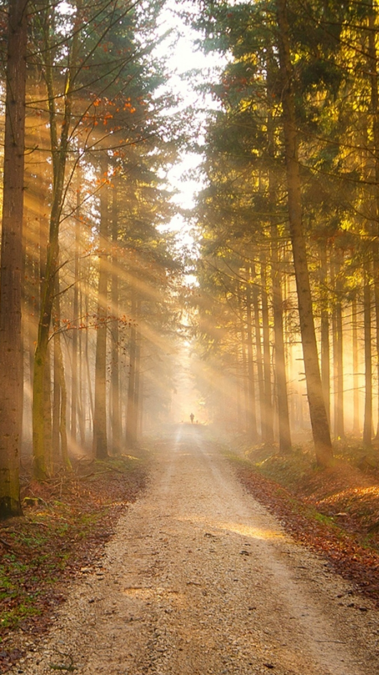 Chemin Entre Les Arbres Pendant la Journée. Wallpaper in 750x1334 Resolution