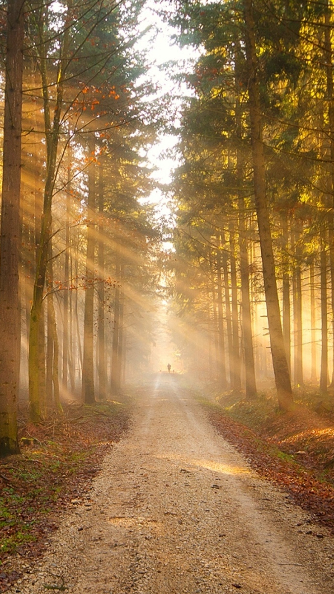 Pathway Between Trees During Daytime. Wallpaper in 1080x1920 Resolution