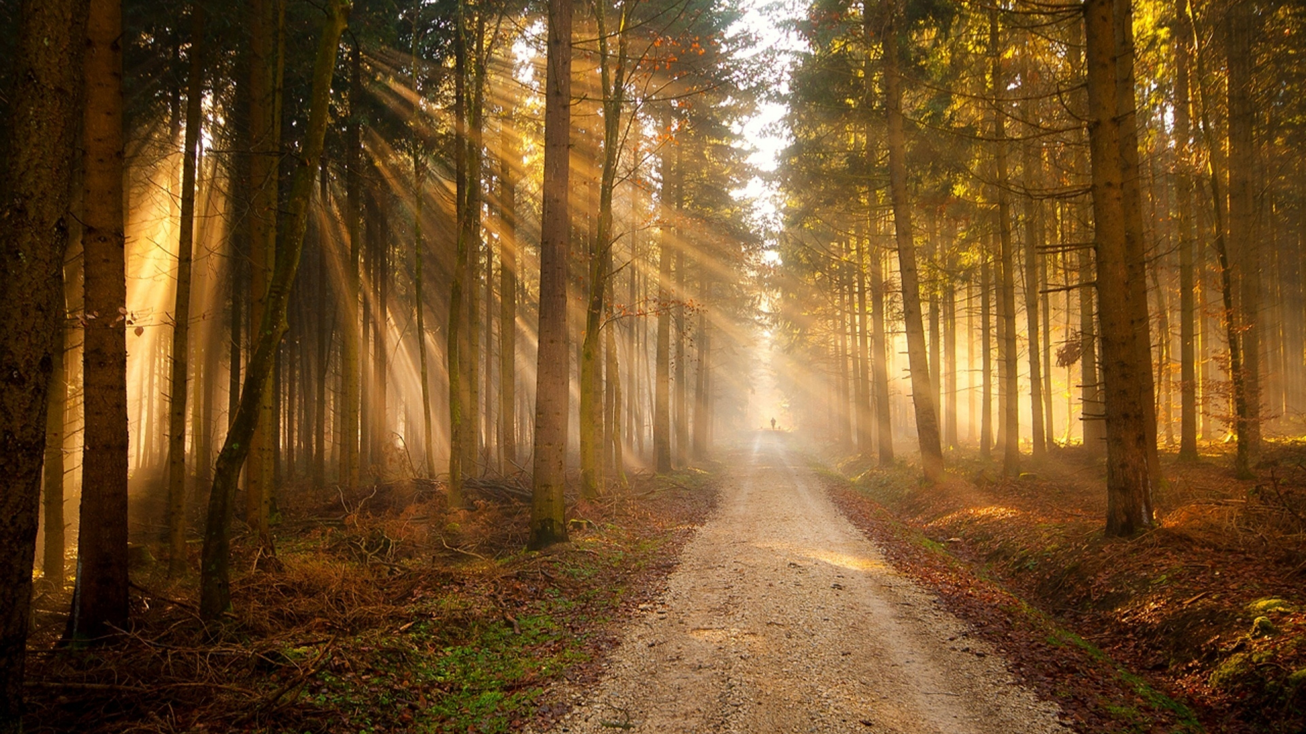 Pathway Between Trees During Daytime. Wallpaper in 2560x1440 Resolution