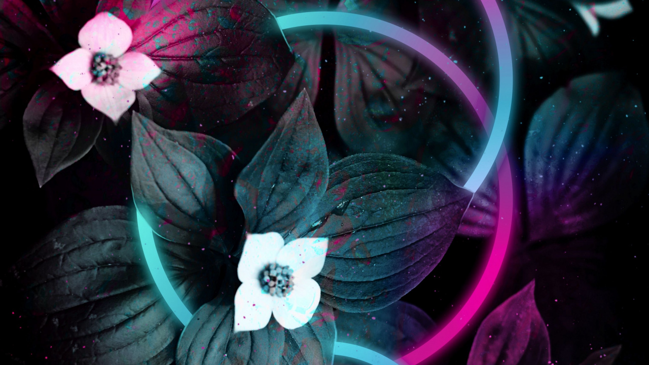 Android, Colored, Flower, Purple, Petal. Wallpaper in 1280x720 Resolution