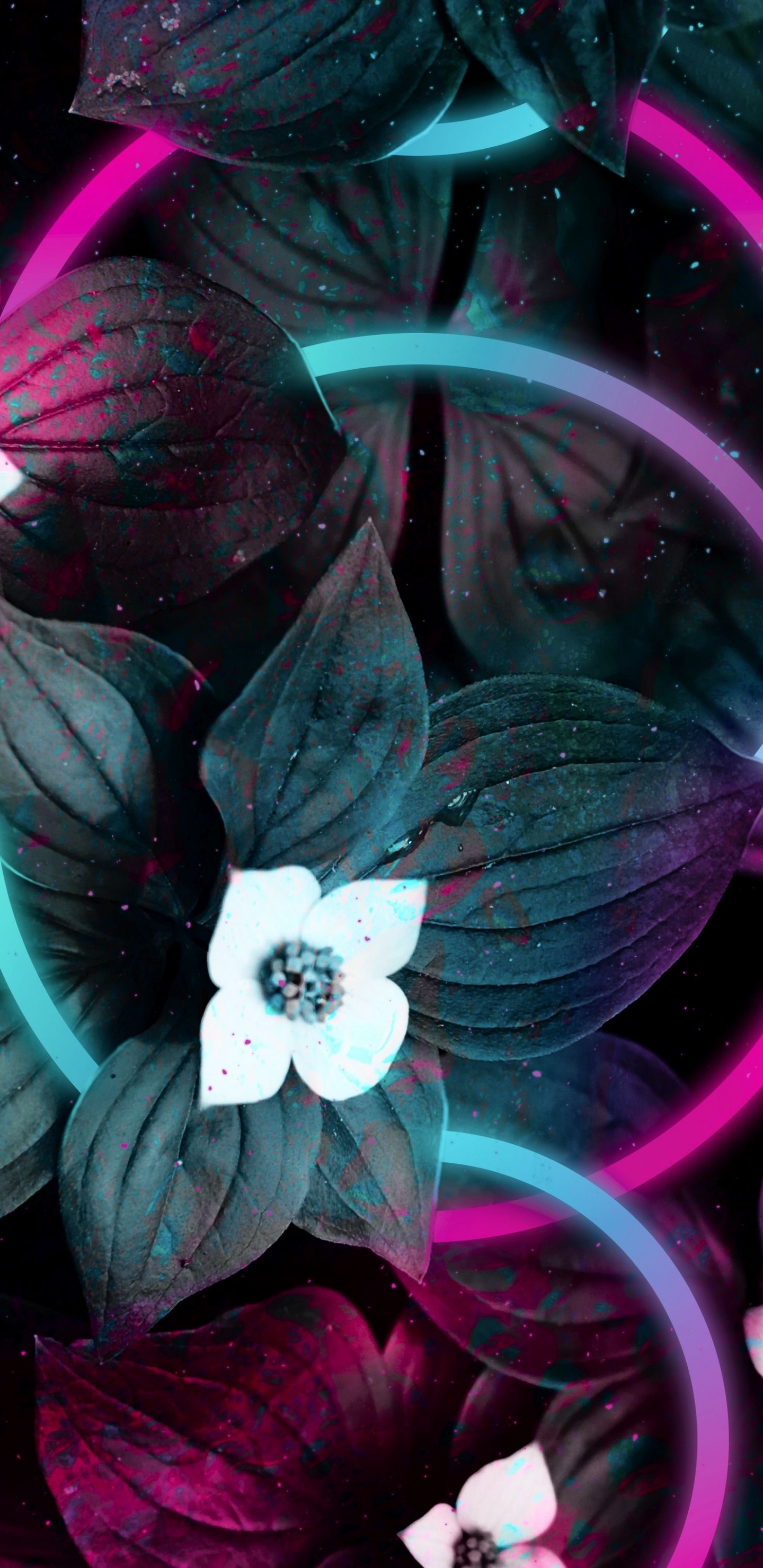 Android, Colored, Flower, Purple, Petal. Wallpaper in 1440x2960 Resolution