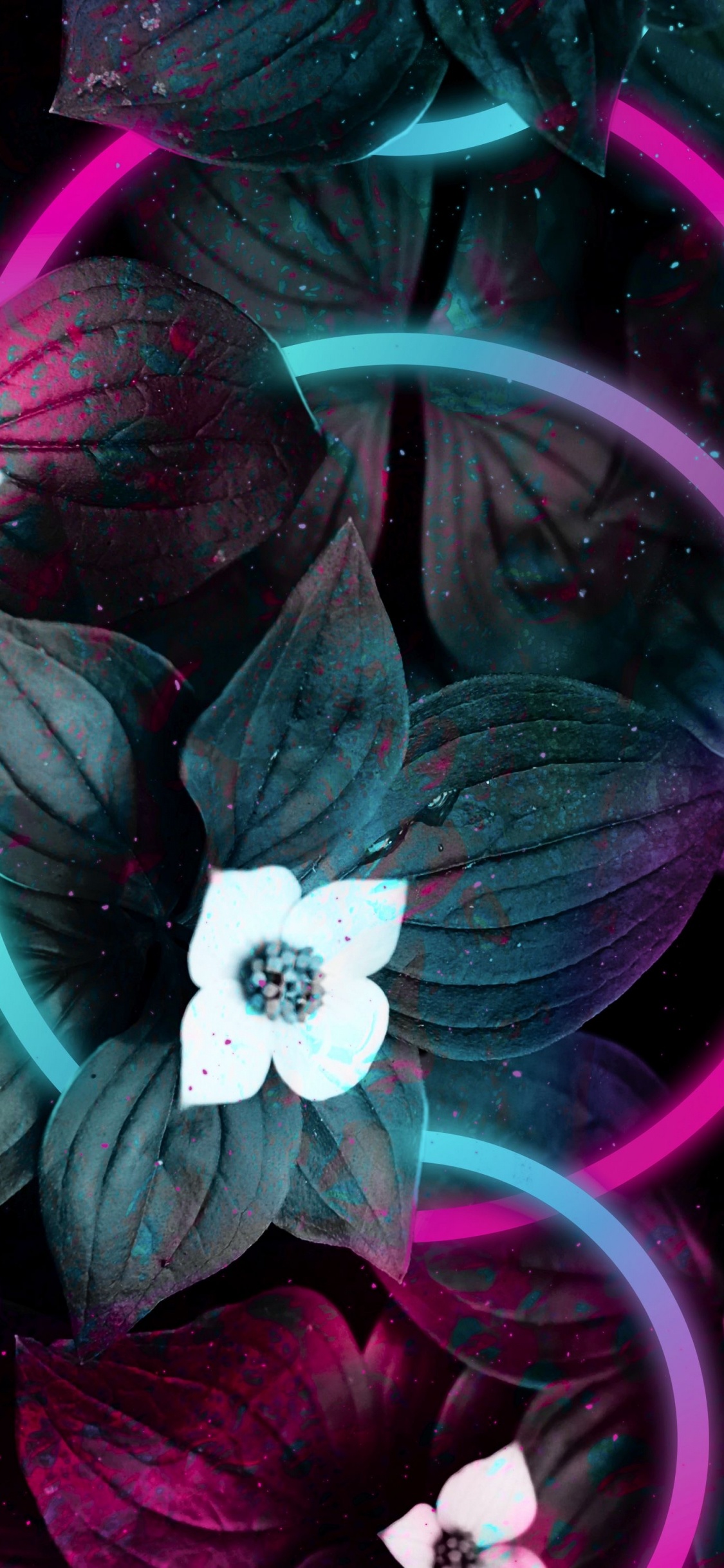 Android, de Colores, Morado, Pétalo, Naturaleza. Wallpaper in 1125x2436 Resolution