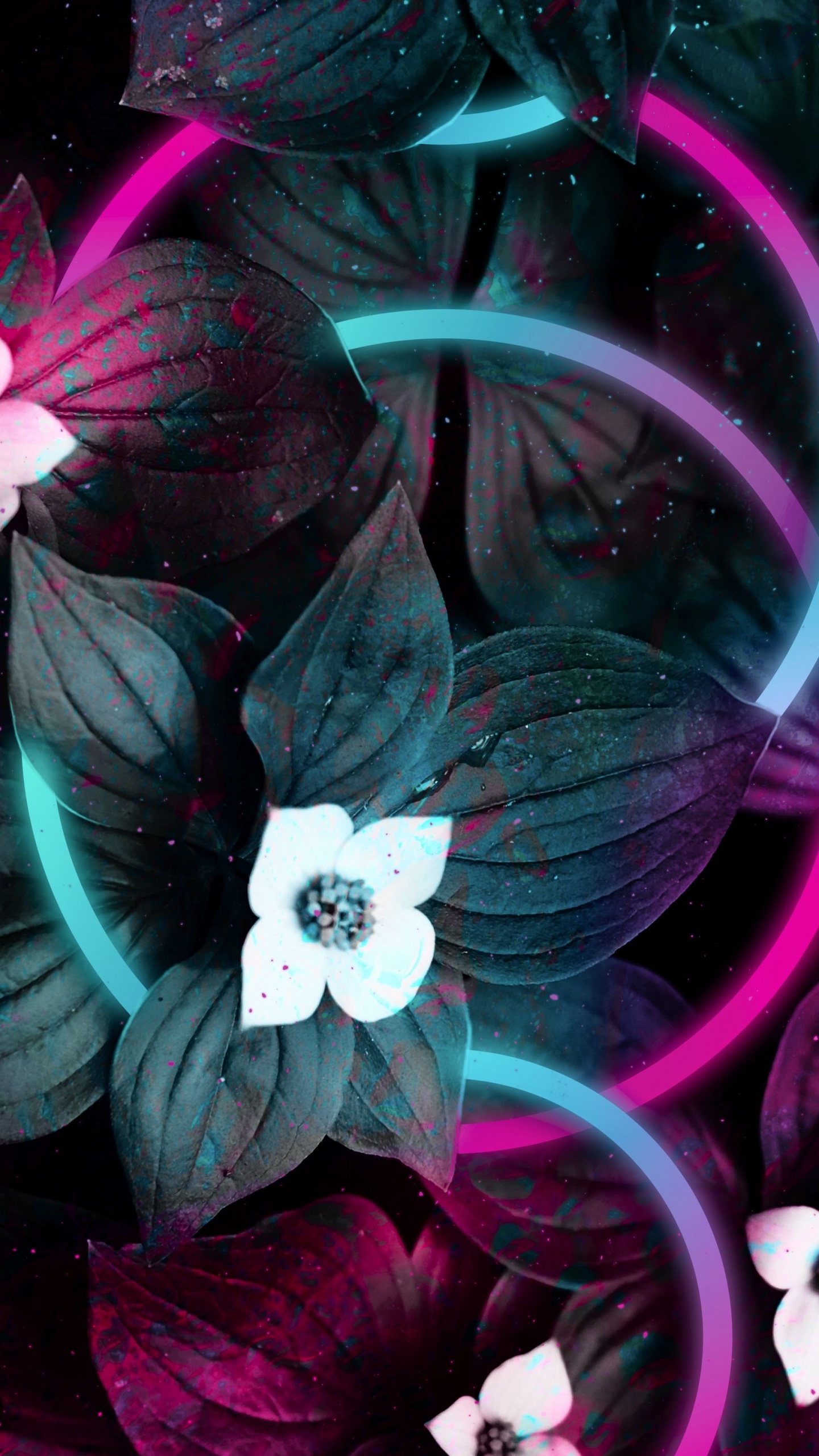 Android, de Colores, Morado, Pétalo, Naturaleza. Wallpaper in 1440x2560 Resolution