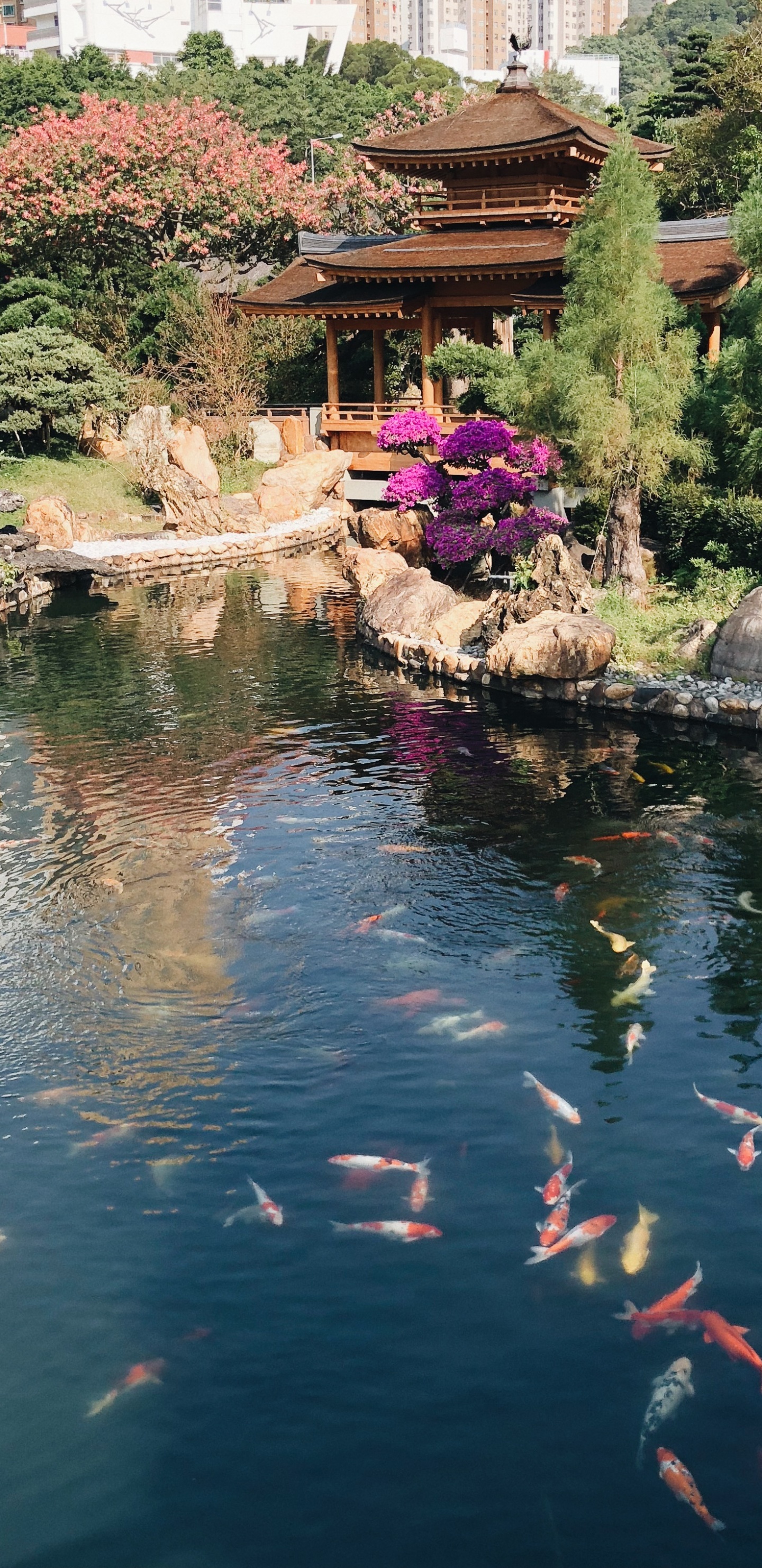 Hong Kong, Reflexión, Curso de Agua, Los Recursos de Agua, Estanque de Peces. Wallpaper in 1440x2960 Resolution