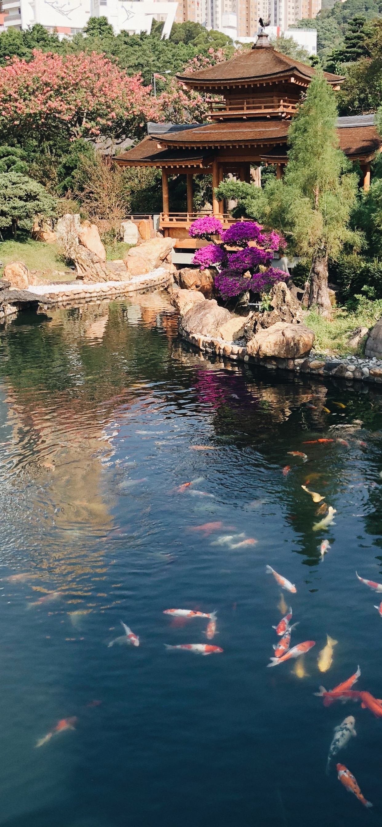 香港, 反射, 水道, 水资源, 鱼池塘 壁纸 1242x2688 允许