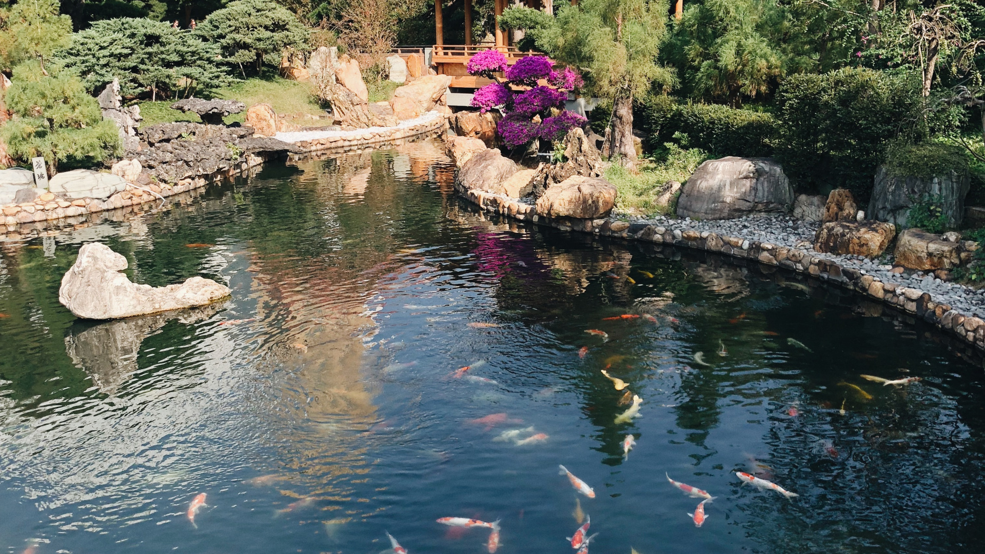 香港, 反射, 水道, 水资源, 鱼池塘 壁纸 1920x1080 允许