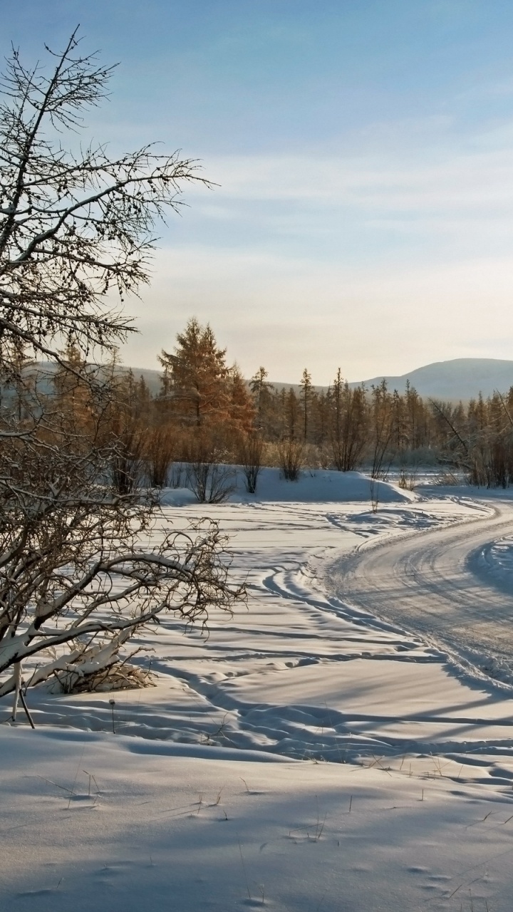 Árboles Marrones Sobre Suelo Cubierto de Nieve Durante el Día. Wallpaper in 720x1280 Resolution