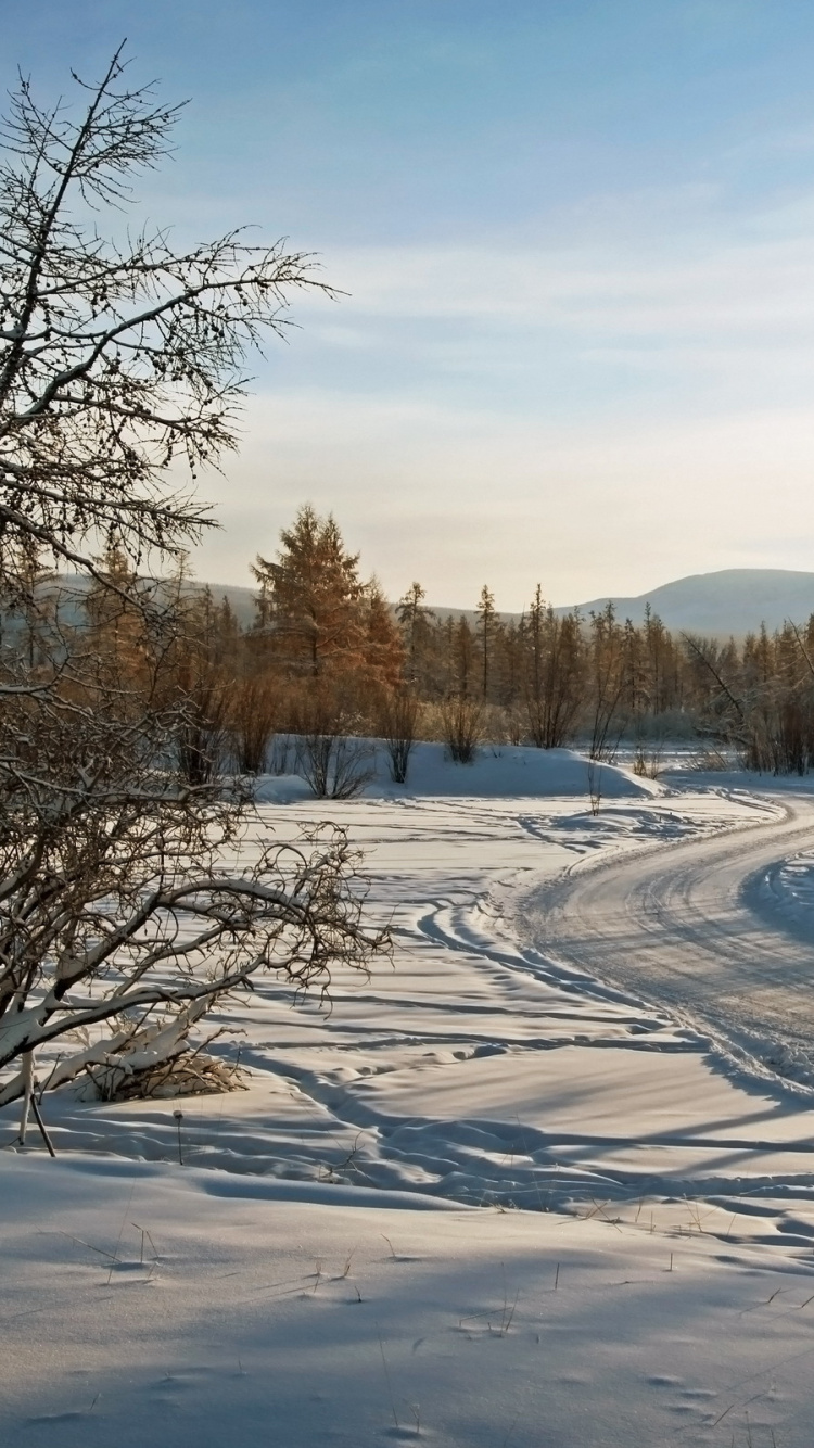 Árboles Marrones Sobre Suelo Cubierto de Nieve Durante el Día. Wallpaper in 750x1334 Resolution