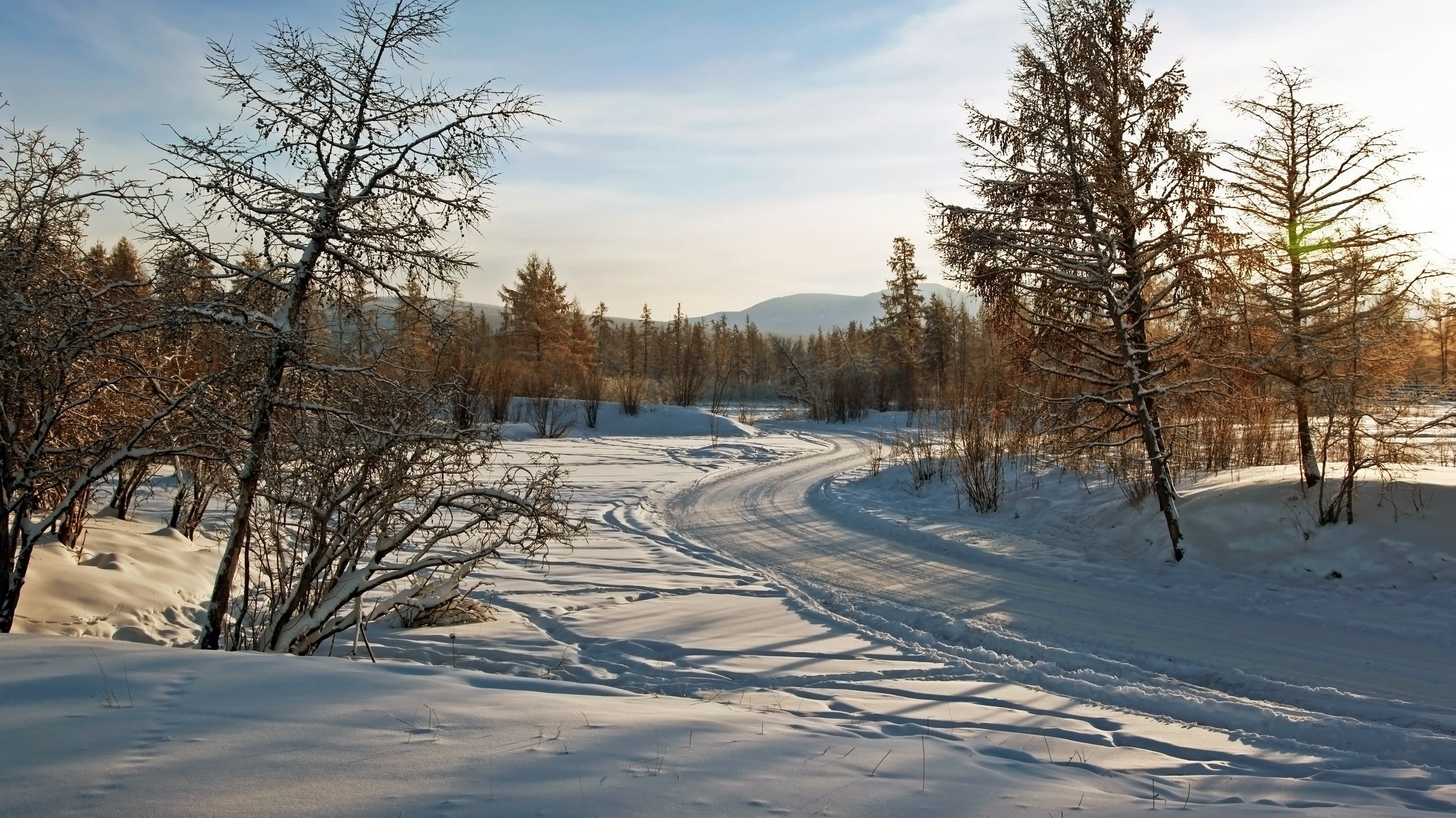 Braune Bäume Auf Schneebedecktem Boden Tagsüber. Wallpaper in 2560x1440 Resolution