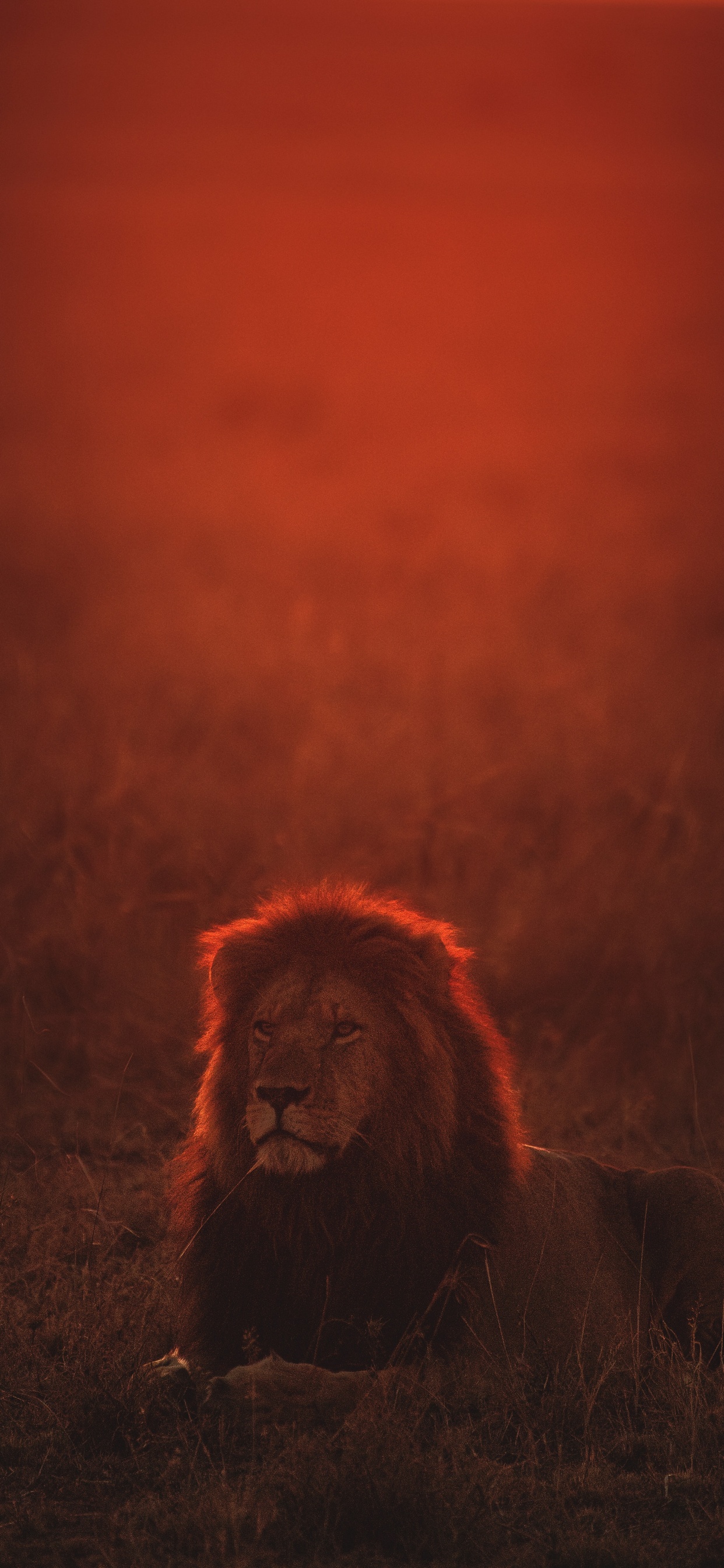 Lion Couché Sur Terrain en Herbe Pendant la Nuit. Wallpaper in 1242x2688 Resolution