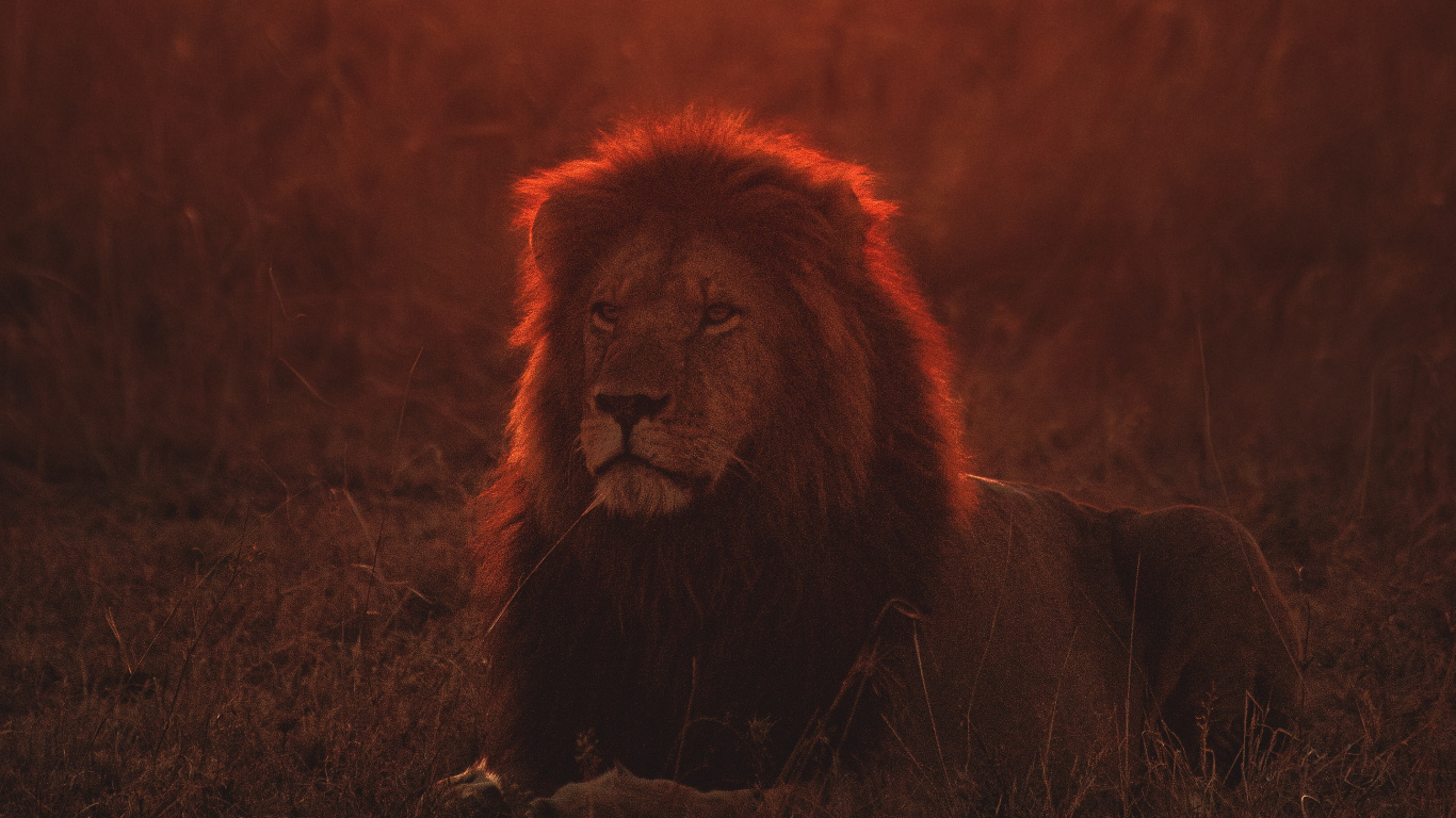 Lion Couché Sur Terrain en Herbe Pendant la Nuit. Wallpaper in 1366x768 Resolution