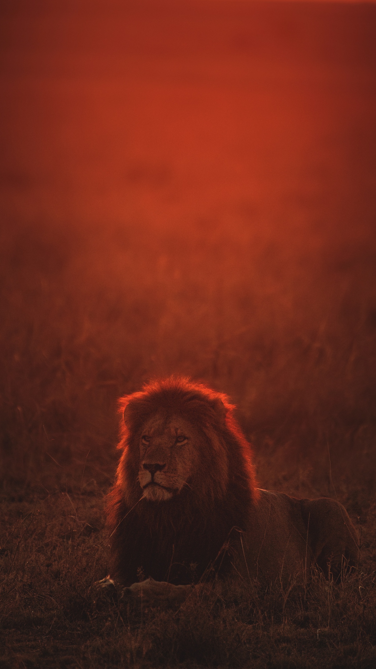 Lion Lying on Grass Field During Night Time. Wallpaper in 1440x2560 Resolution