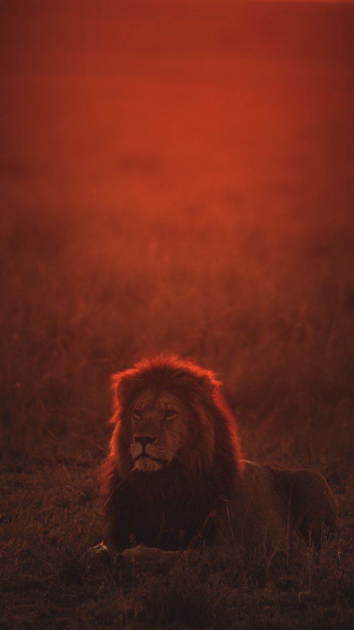 Lion Lying on Grass Field During Night Time. Wallpaper in 720x1280 Resolution