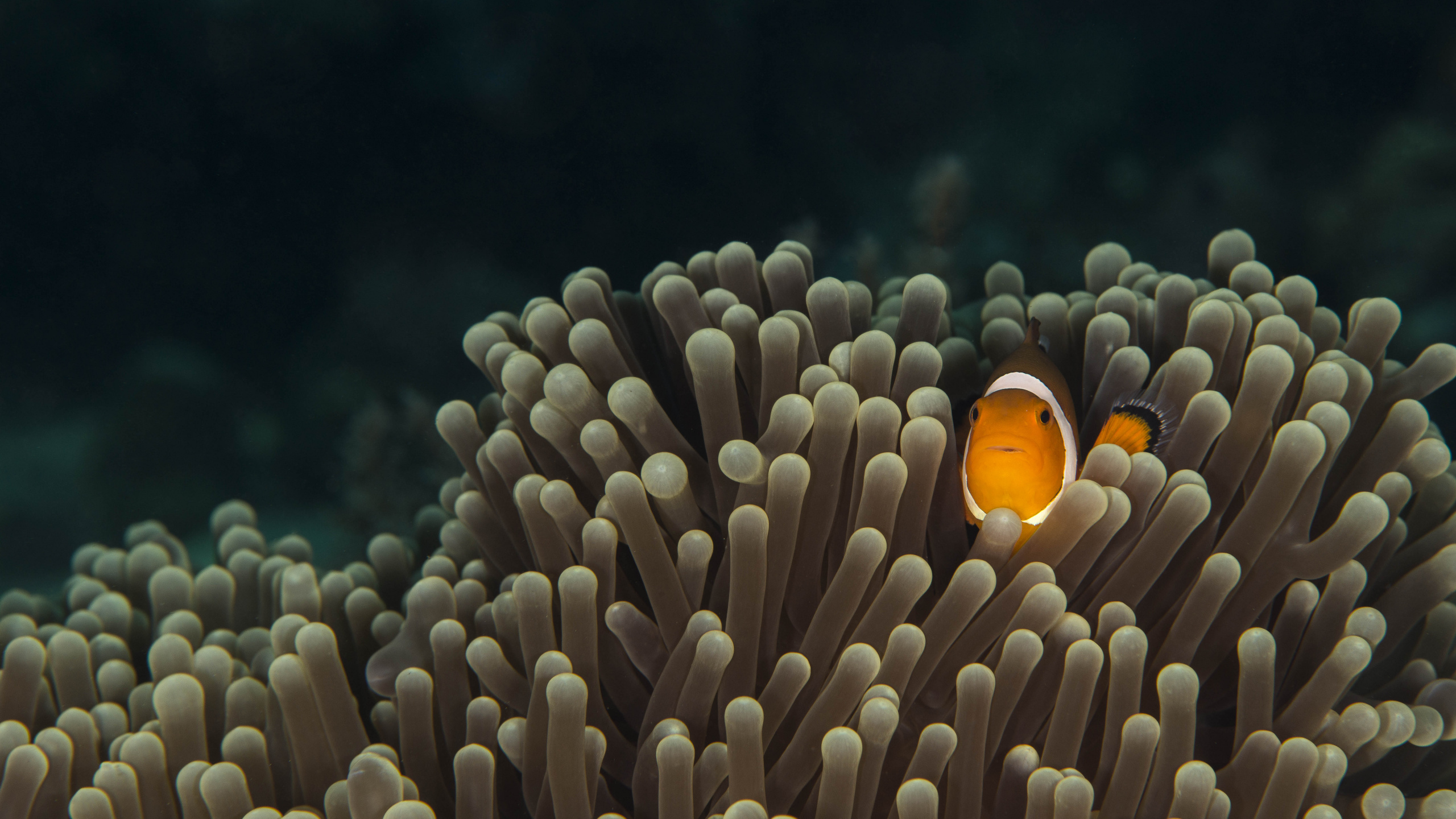 Poisson Clown Orange et Blanc. Wallpaper in 2560x1440 Resolution