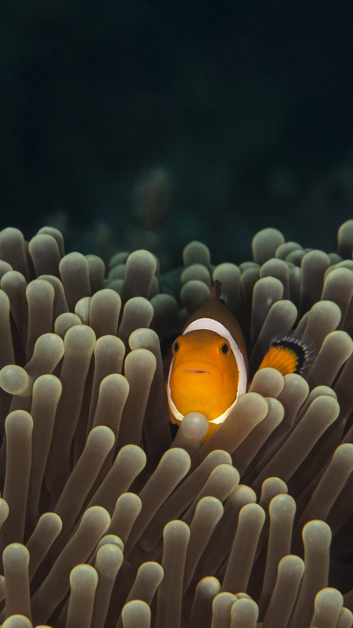 Poisson Clown Orange et Blanc. Wallpaper in 720x1280 Resolution