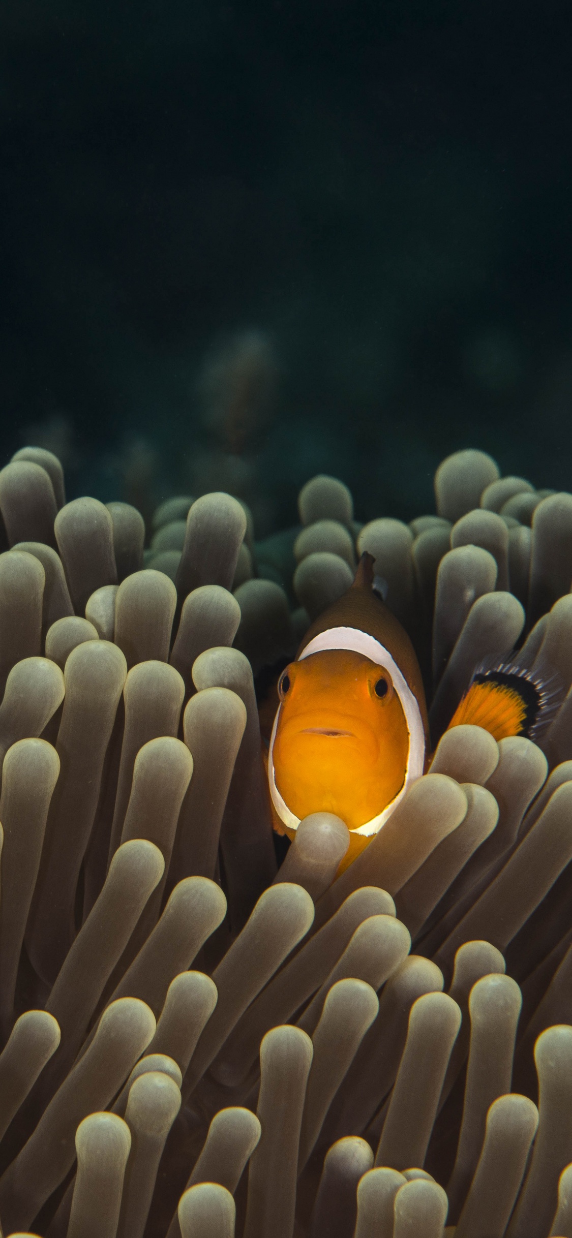 Orange Und Weißer Clownfisch. Wallpaper in 1125x2436 Resolution