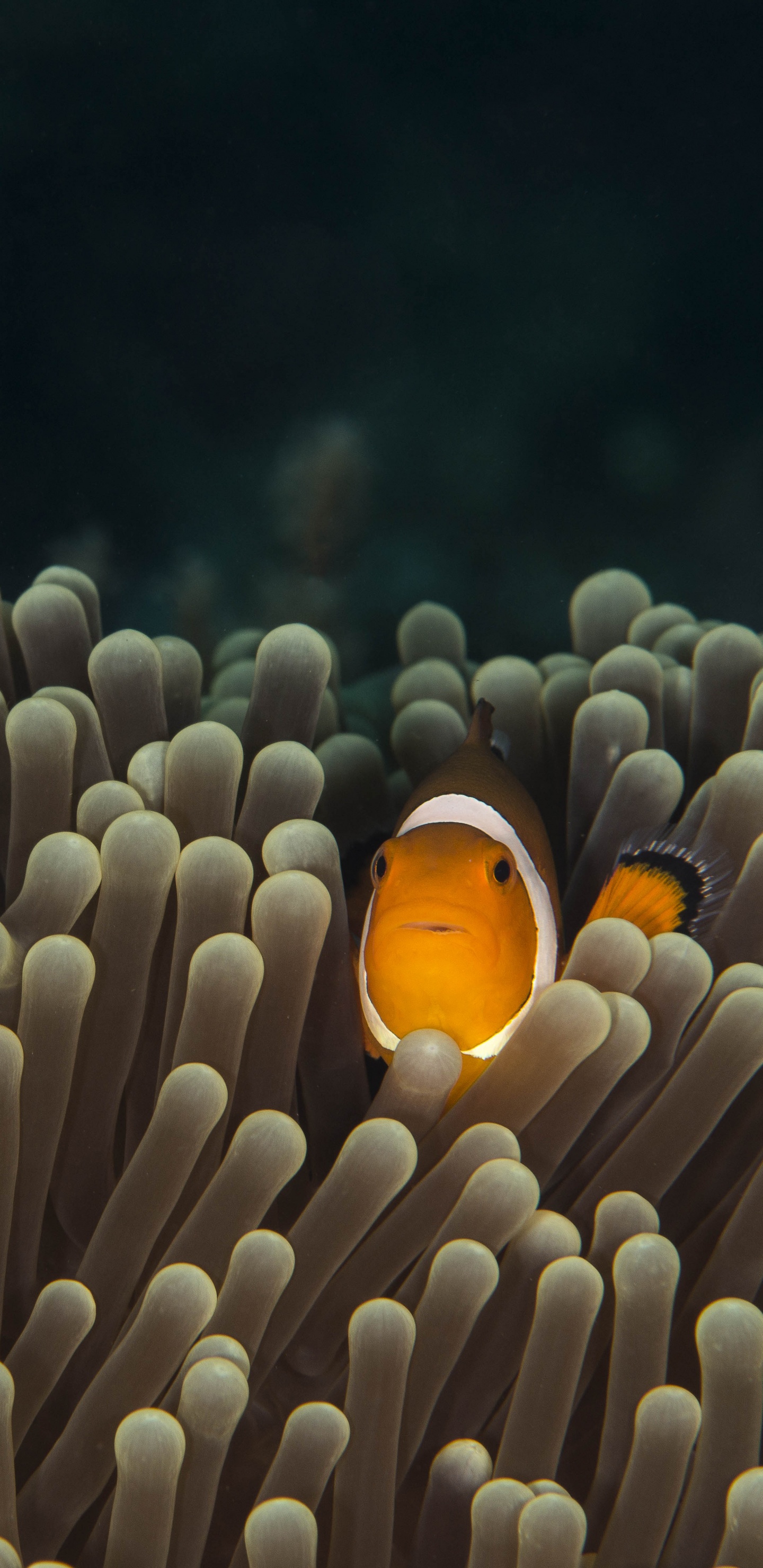 Orange Und Weißer Clownfisch. Wallpaper in 1440x2960 Resolution