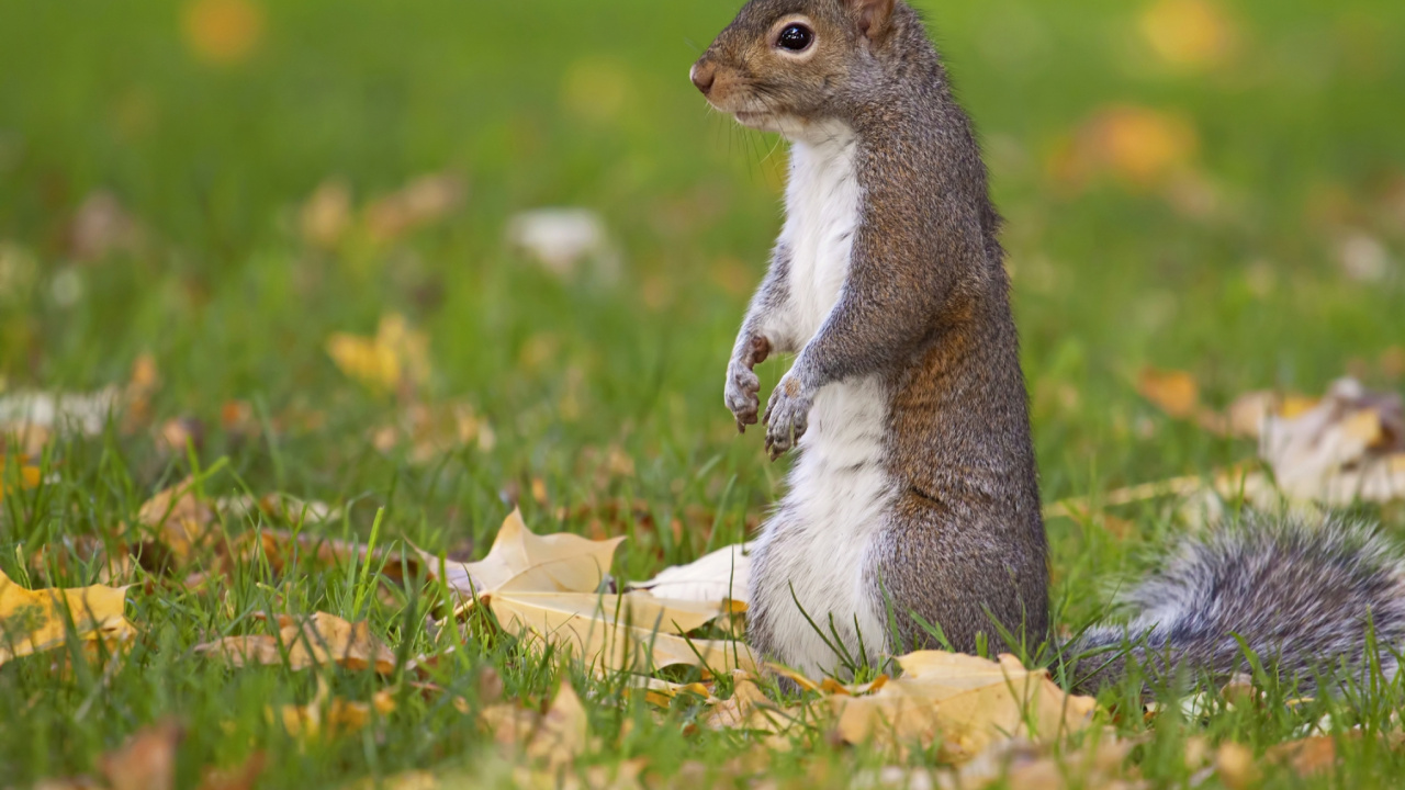 Brown Squirrel on Brown Log During Daytime. Wallpaper in 1280x720 Resolution