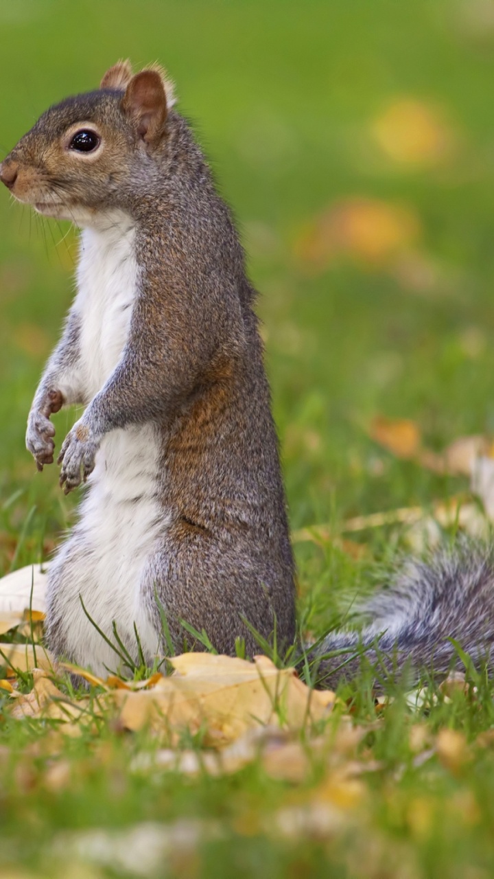 Brown Squirrel on Brown Log During Daytime. Wallpaper in 720x1280 Resolution