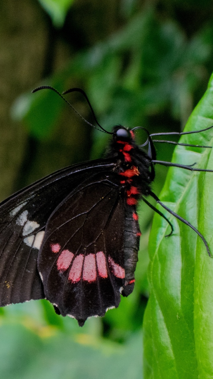 Black and Red Butterfly on Green Leaf During Daytime. Wallpaper in 720x1280 Resolution