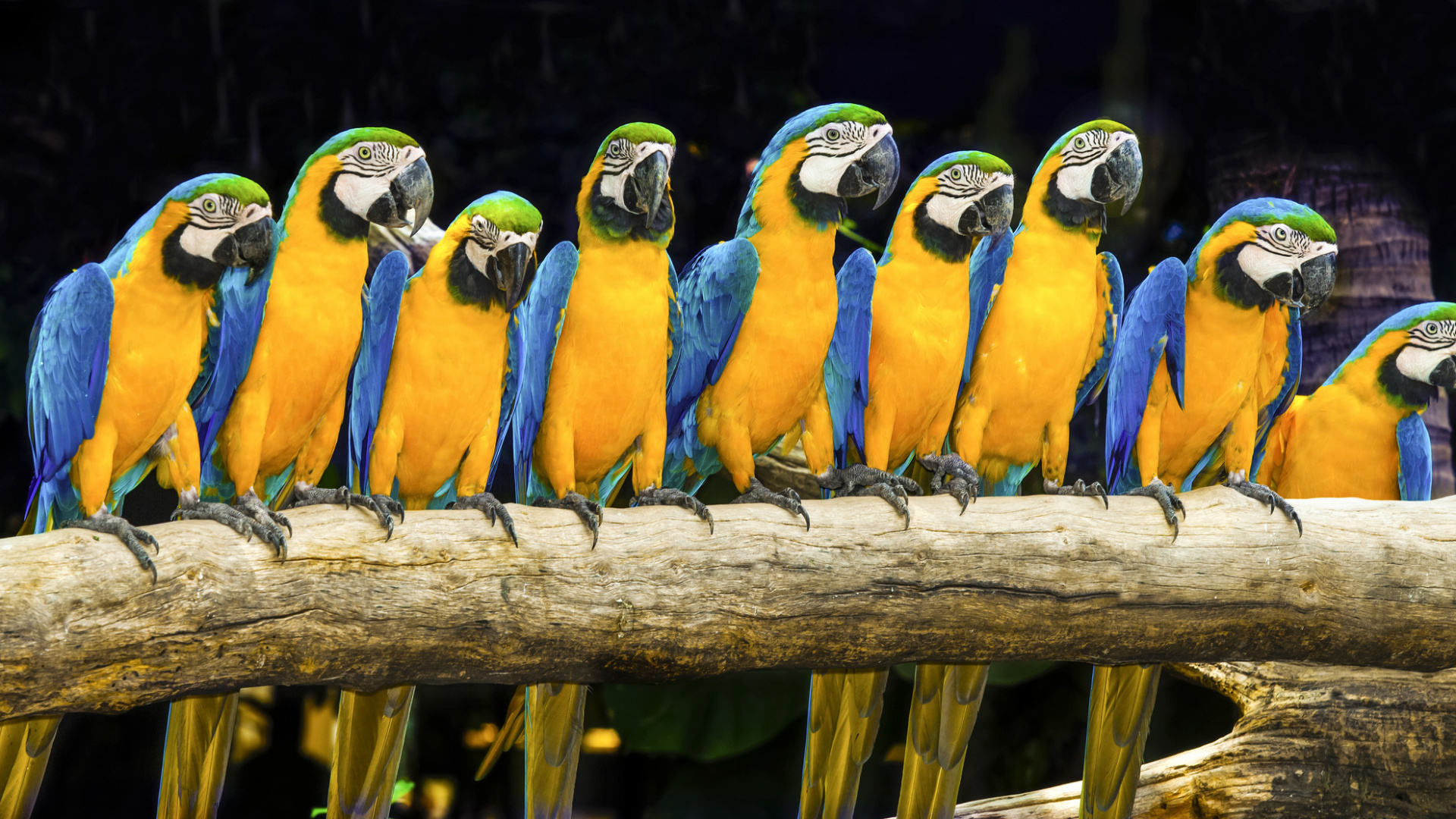 Ara Bleu Jaune et Vert. Wallpaper in 1920x1080 Resolution