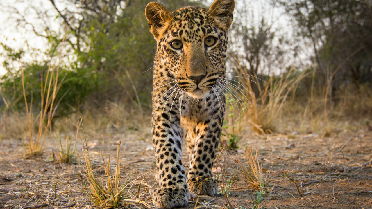Leopardo Caminando Sobre la Hierba Marrón Durante el Día. Wallpaper in 1280x720 Resolution