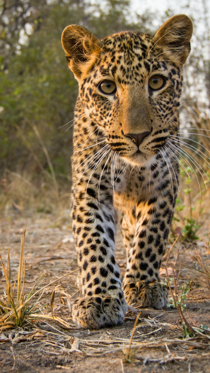 Leopardo Caminando Sobre la Hierba Marrón Durante el Día. Wallpaper in 720x1280 Resolution