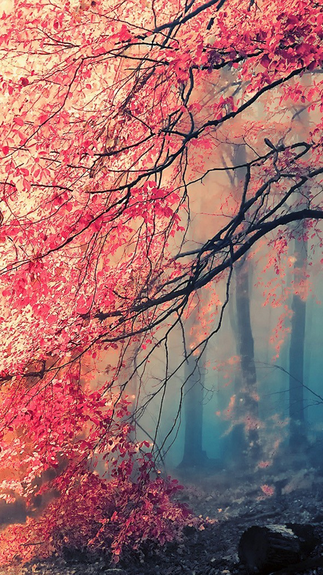 Nature, Natural Landscape, Tree, Red, Branch. Wallpaper in 1080x1920 Resolution