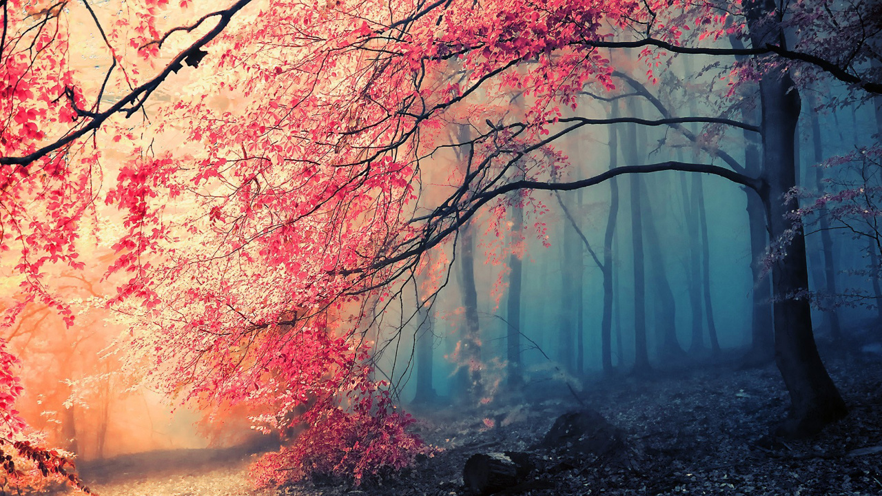 Nature, Natural Landscape, Tree, Red, Branch. Wallpaper in 1280x720 Resolution