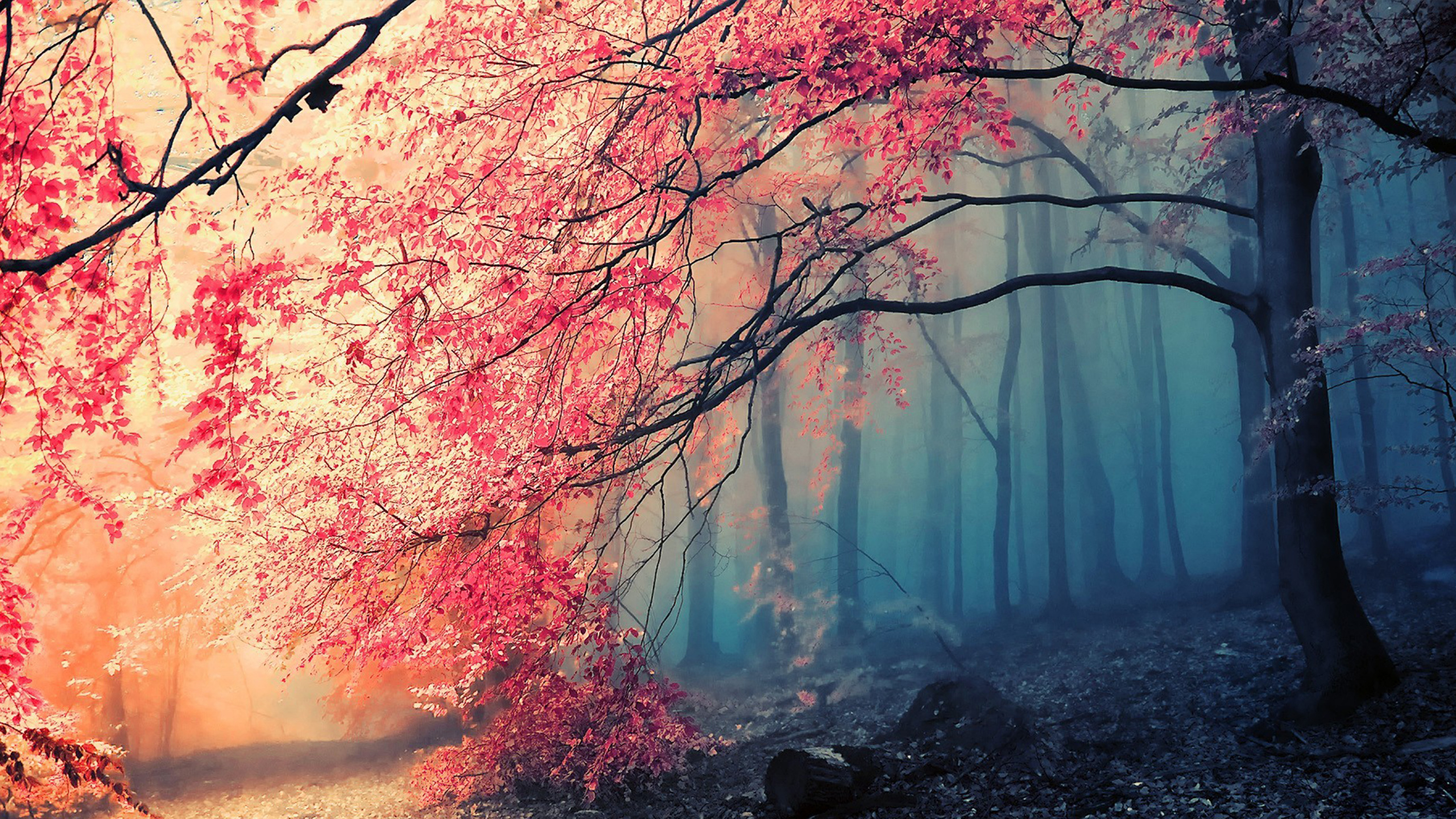 Nature, Natural Landscape, Tree, Red, Branch. Wallpaper in 2560x1440 Resolution