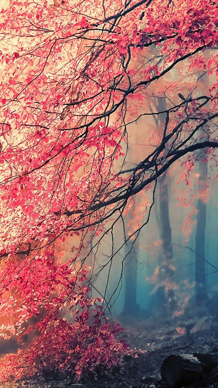 Nature, Natural Landscape, Tree, Red, Branch. Wallpaper in 720x1280 Resolution