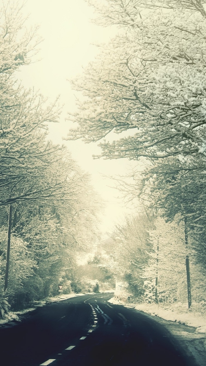 Photo en Niveaux de Gris D'arbres Couverts de Neige. Wallpaper in 720x1280 Resolution