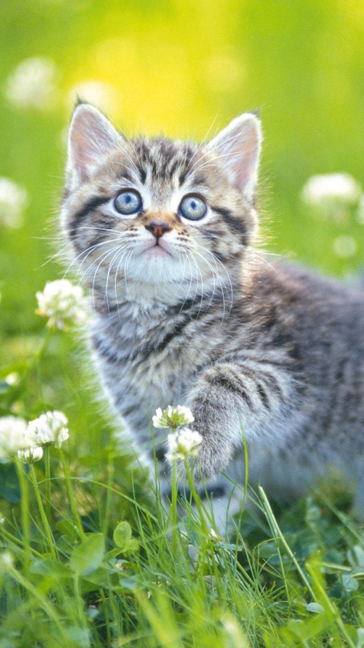 Grey and White Kitten on Green Grass During Daytime. Wallpaper in 720x1280 Resolution