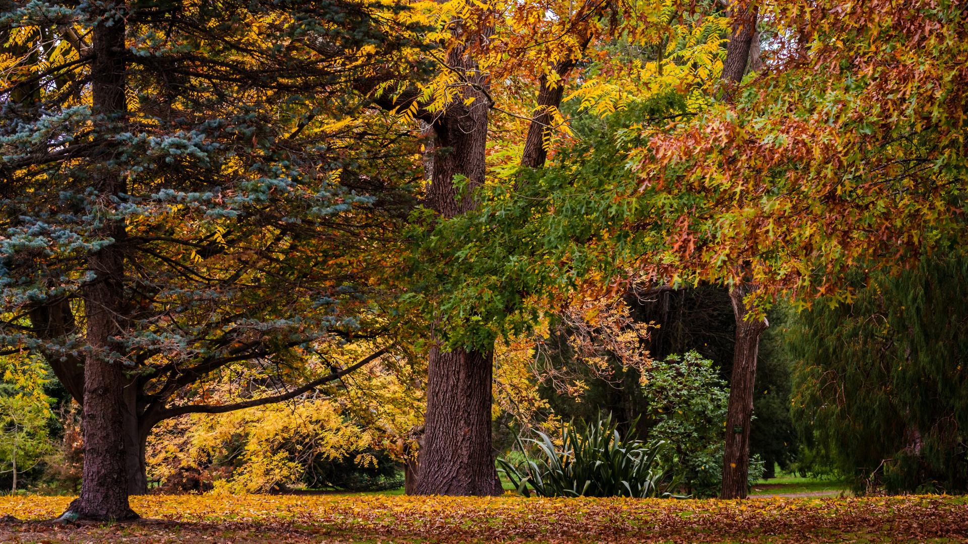 Arbres Jaunes et Bruns Sur Terrain D'herbe Verte Pendant la Journée. Wallpaper in 1920x1080 Resolution